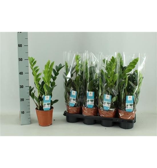 Pl. zamioculcas zamiiflolia 50cm x7 - ZAMZAM71450