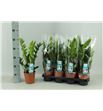 Pl. zamioculcas zamiiflolia 50cm x7 - ZAMZAM71450