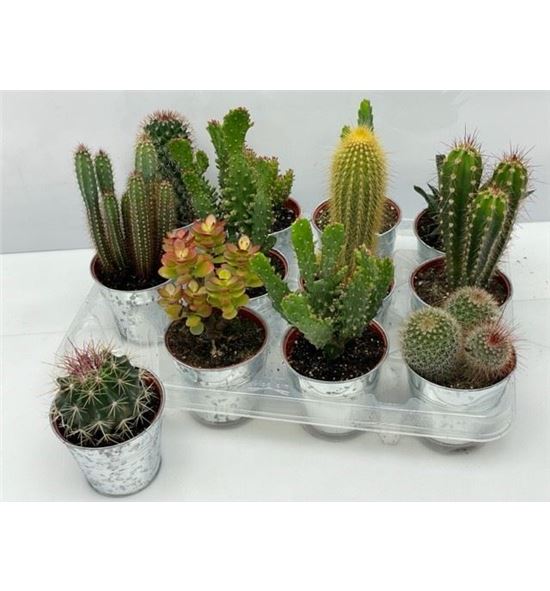 Pl. cactus mini mixto 11cm x12 - CACMMIX1250911