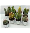 Pl. cactus mini mixto 11cm x12 - CACMMIX1250911