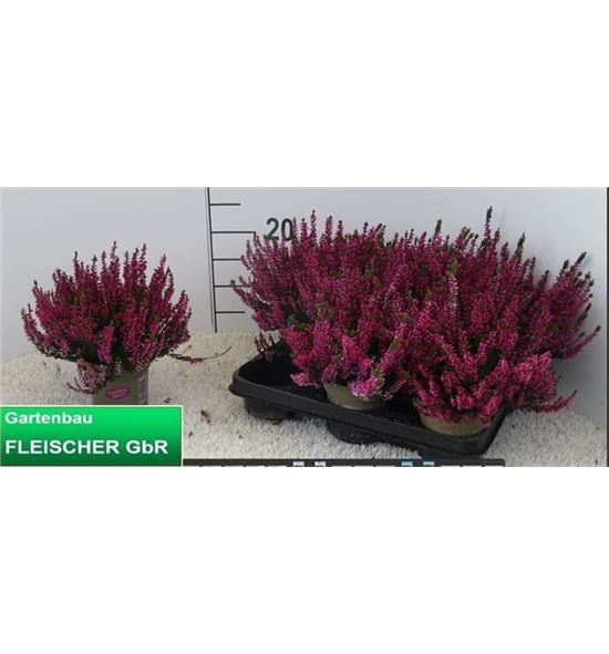 Pl. calluna garden fucsia 20cm x8 - CALGARFUC81120
