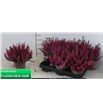 Pl. calluna garden fucsia 20cm x8 - CALGARFUC81120