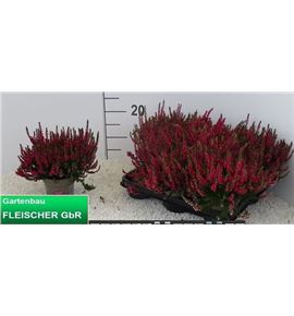 Pl. calluna garden rojo 20cm x8 - CALGARROJ81120