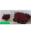 Pl. calluna garden rojo 20cm x8 - CALGARROJ81120
