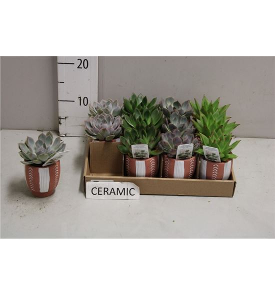 Pl. echeveria mixta 12cm x12 - ECHMIX12712