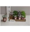 Pl. echeveria mixta 12cm x12 - ECHMIX12712
