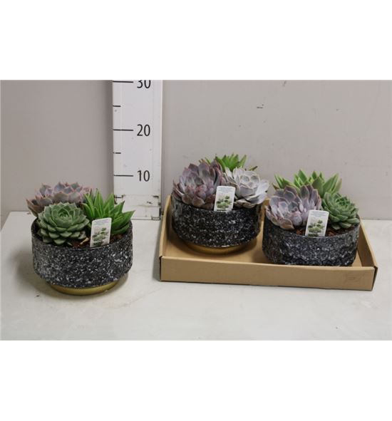 Pl. echeveria mixta 20cm x2 - ECHMIX22020