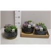 Pl. echeveria mixta 20cm x2 - ECHMIX22020