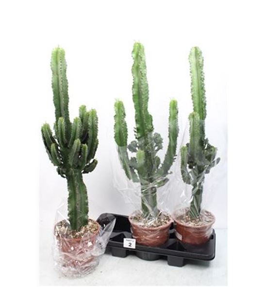 Pl. euphorbia ingens 80cm x3 - EUPING31980