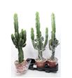 Pl. euphorbia ingens 80cm x3 - EUPING31980