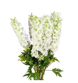 Delphinium dewi impres white 80 - DELDEWIMPWHI