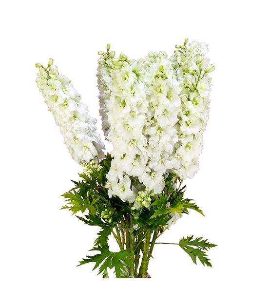 Delphinium dewi impres white 80 - DELDEWIMPWHI