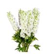 Delphinium dewi impres white 80 - DELDEWIMPWHI