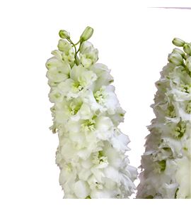 Delphinium dewi impres white 80 - DELDEWIMPWHI