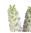 Delphinium dewi impres white 80 - DELDEWIMPWHI1