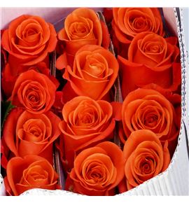 Rosa ecu orange crush 50 - REORACRU