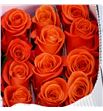 Rosa ecu orange crush 50 - REORACRU1