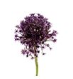 Allium miami 90 - ALLMIA