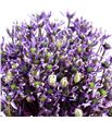 Allium miami 90 - ALLMIA1