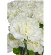 Clavel fancy blanco x25 - CLACOLBLA2