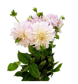 Dahlia cafe au lait 60 x5 tallos - DAHCAFLAI