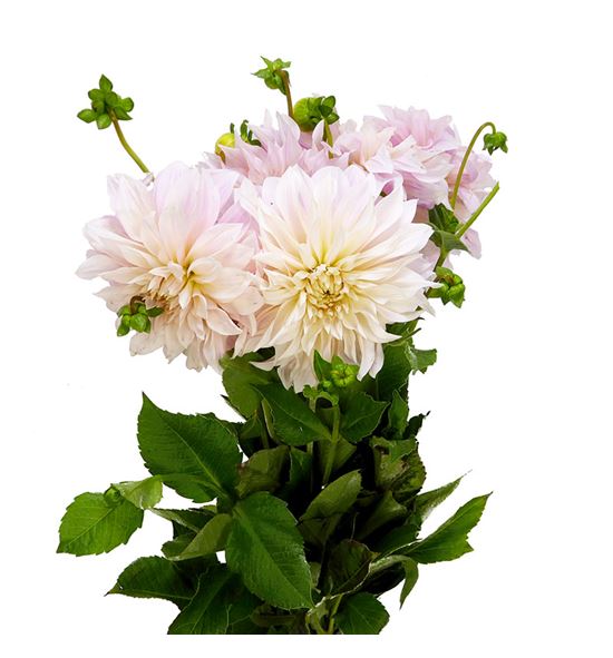 Dahlia cafe au lait 60 x5 tallos - DAHCAFLAI