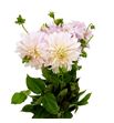 Dahlia cafe au lait 60 x5 tallos - DAHCAFLAI