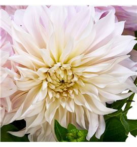 Dahlia cafe au lait 60 x5 tallos - DAHCAFLAI