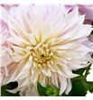 Dahlia cafe au lait 60 x5 tallos - DAHCAFLAI1