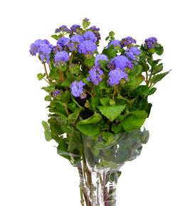 Ageratus blue horizon 70 - AGEAZU