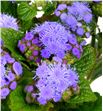 Ageratus blue horizon 70 - AGEAZU2