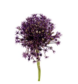 Allium miami 80 - ALLMIA