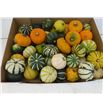 Calabaza curbita x35 - CALCUR35
