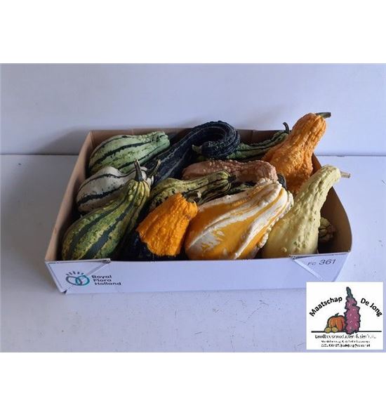 Calabaza maya mix x12 - CALMAYMIX12