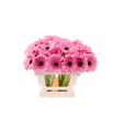 Gerbera shanice 50 x10 - GERSHA5010