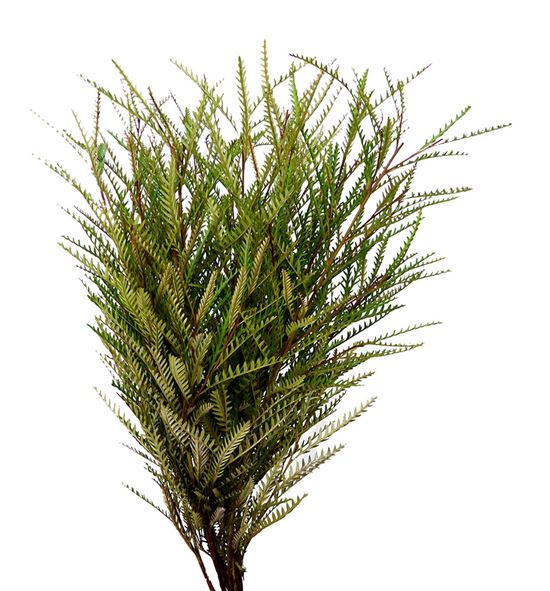 Grevillea ivanhoe 70 - GREIVA