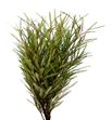 Grevillea ivanhoe 70 - GREIVA