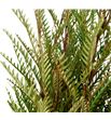 Grevillea ivanhoe 70 - GREIVA1