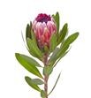 Protea pink ice 80 - PROICEPIN