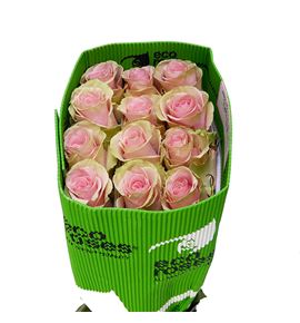 Rosa ecu absolut in pink 60 - REABSPIN