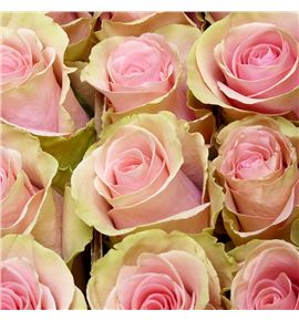 Rosa ecu absolut in pink 60 - REABSPIN