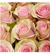 Rosa ecu absolut in pink 60 - REABSPIN1