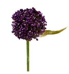 Allium purple mystery 85 - ALLPURMYS