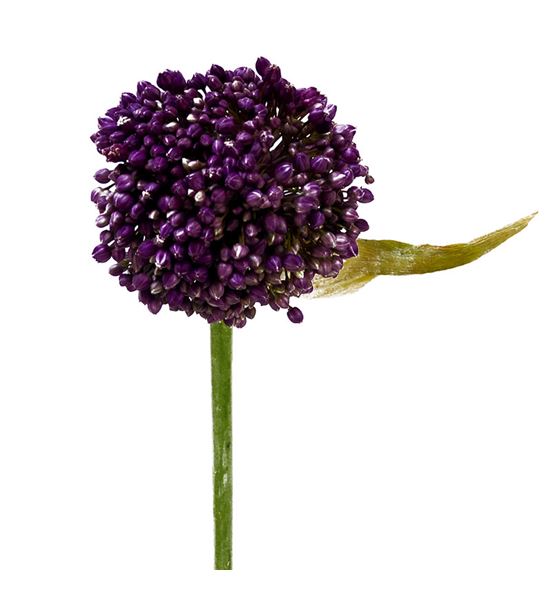 Allium purple mystery 85 - ALLPURMYS