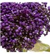 Allium purple mystery 85 - ALLPURMYS1