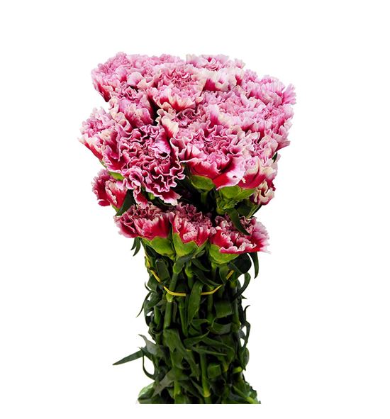 Clavel fancy cheerio x25 - CLAFCYCHE