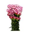 Clavel fancy cheerio x25 - CLAFCYCHE