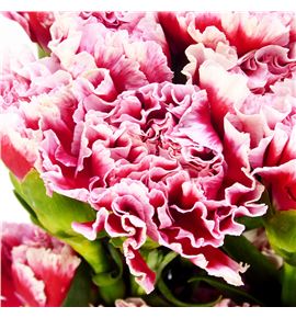 Clavel fancy cheerio x25 - CLAFCYCHE