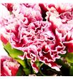 Clavel fancy cheerio x25 - CLAFCYCHE1