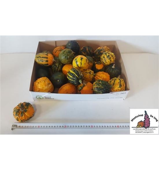 Calabaza cucurbuta har x40 - CALCUC40
